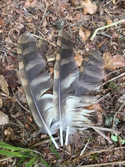 Strix aluco sylvatica