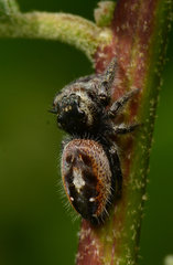 Phidippus insignarius