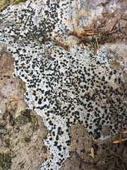 Mycoblastus sanguinarius