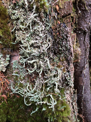 Cladonia multiformis