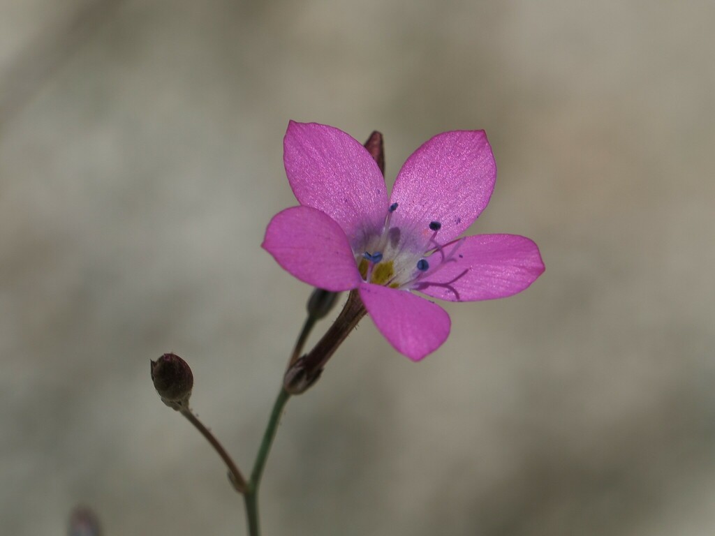 Giliga Tree splendid woodland-gilia from Los Angeles County, CA, USA on May 14 ...