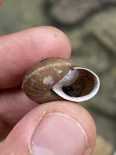 Oscarboettgeria euages