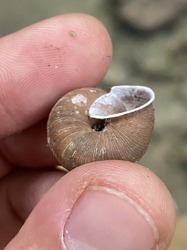 Oscarboettgeria euages