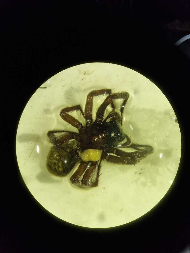 Pireneitega spasskyi