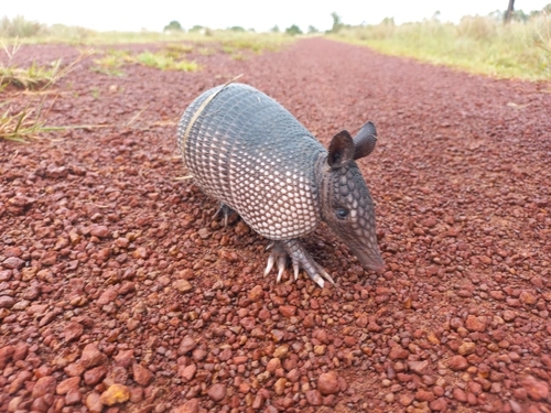 Llanos Long-nosed Armadillo (Dasypus sabanicola) — Near Threatened Mammalia