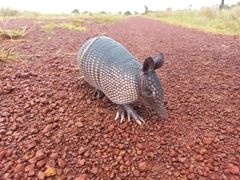Llanos Long-Nosed Armadillo photo 1
