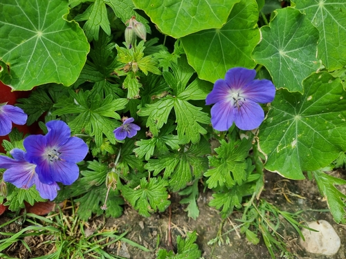 Himalayan Crane's-bill (Geranium himalayense)