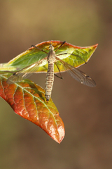 Tipula aprilina