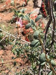 Symphoricarpos longiflorus