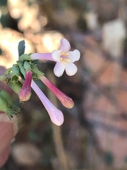 Symphoricarpos longiflorus