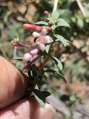 Symphoricarpos longiflorus