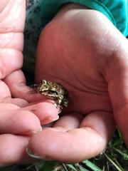 Pristimantis actites