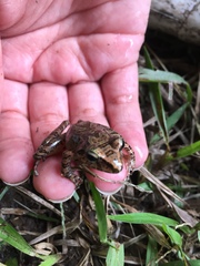 Pristimantis actites