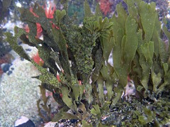 Dictyota kunthii
