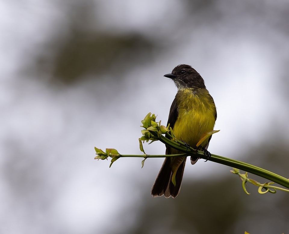 Dusky-chested Flycatcher photo