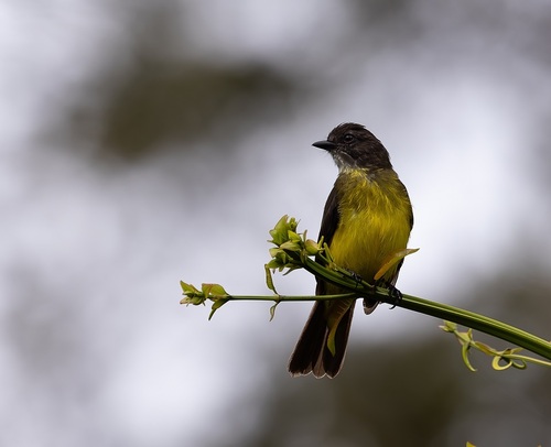 Dusky-chested Flycatcher