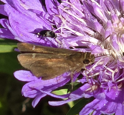 Clouded Skipper, Macon, GA 31217, USA, photo 3 of 10