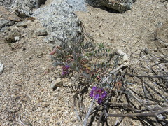 Astragalus palmeri