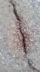 Insecta