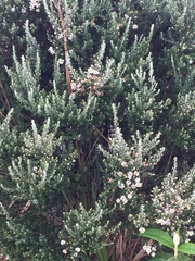 Diplostephium ericoides