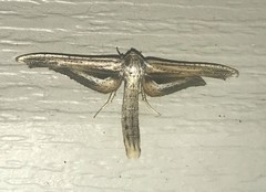Meskea dyspteraria