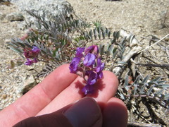 Astragalus palmeri