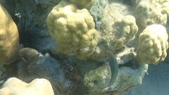 オトメベラ