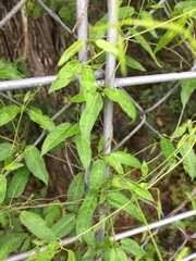 Apocynoideae