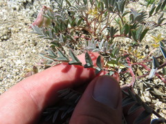 Astragalus palmeri