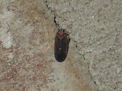 Synecdoche impunctata