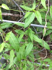 Apocynoideae