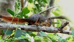 Northern Palawan Tree Squirrel photo 2