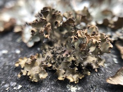 Tuckermanopsis americana