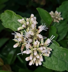 Eupatorium kiirunense