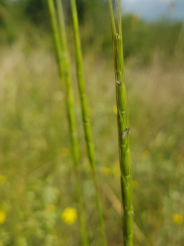 Aegilops cylindrica iNat (1)