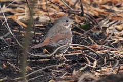 Passerella iliaca altivagans