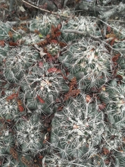 Coryphantha neglecta