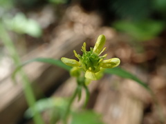 Ranunculus uncinatus
