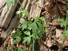 Ranunculus uncinatus