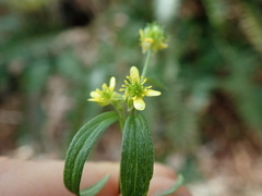 Ranunculus uncinatus