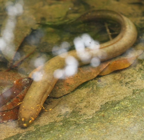 South American lungfish (Lepidosiren paradoxa) — Lepidosirenidae — 5