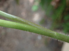 Ranunculus uncinatus