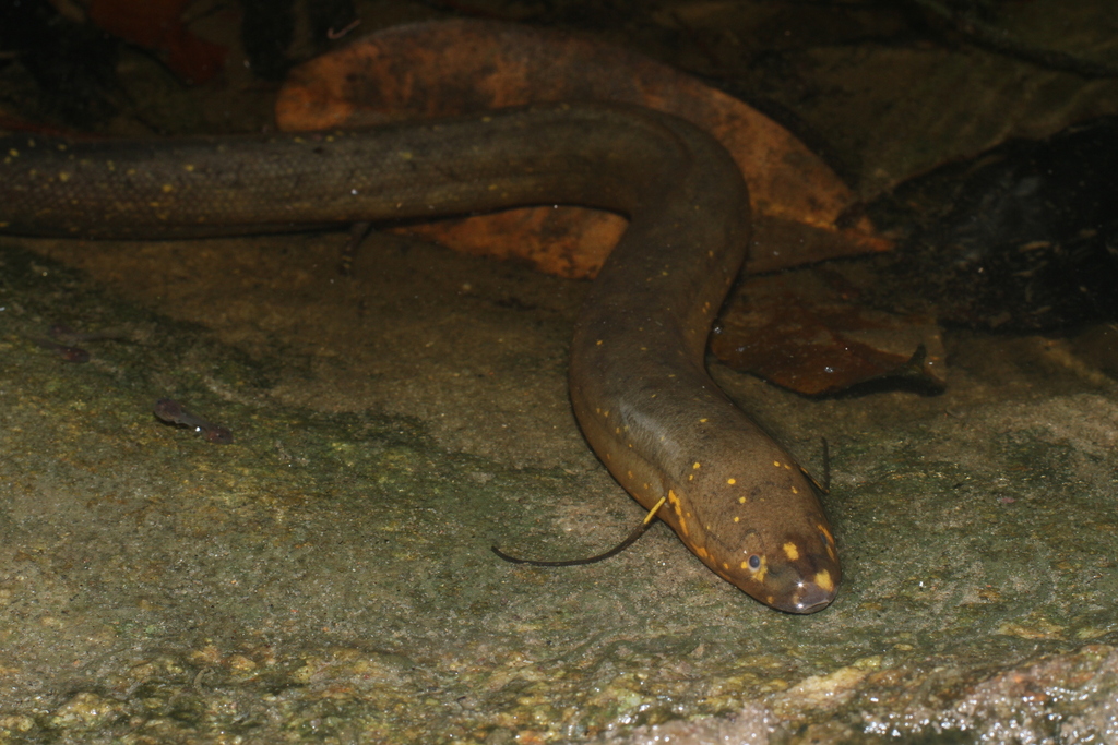 South American Lungfish