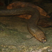 South American Lungfish - Photo (c) Vincent Rufray, some rights reserved (CC BY-NC), uploaded by Vincent Rufray