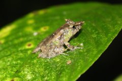 Pristimantis appendiculatus