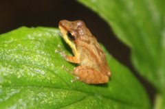 Pristimantis w-nigrum