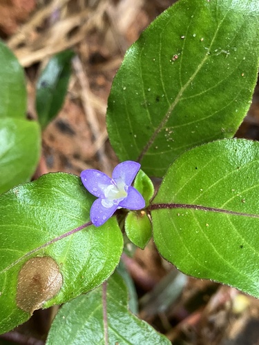 Coccocypselum herbaceum