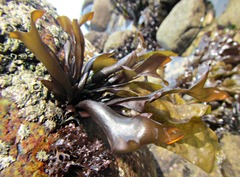 Mazzaella laminarioides