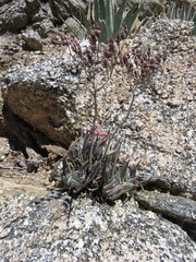 Dudleya saxosa