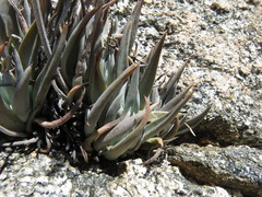 Dudleya saxosa